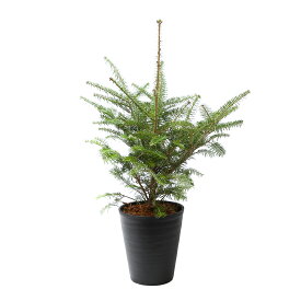 （観葉植物）植え込み済　もみの木　セラアート長鉢　7号　黒　1鉢　樹高60〜80cm　クリスマスツリー