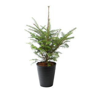 iϗtAjAݍρ@݂̖؁@ZA[g@7@@1@60`80cm@NX}Xc[