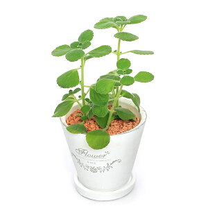 iϗtAjA}eBJX@픫A@tOhEh|bgXSi1j@Z~X@Mt@A@@v[g