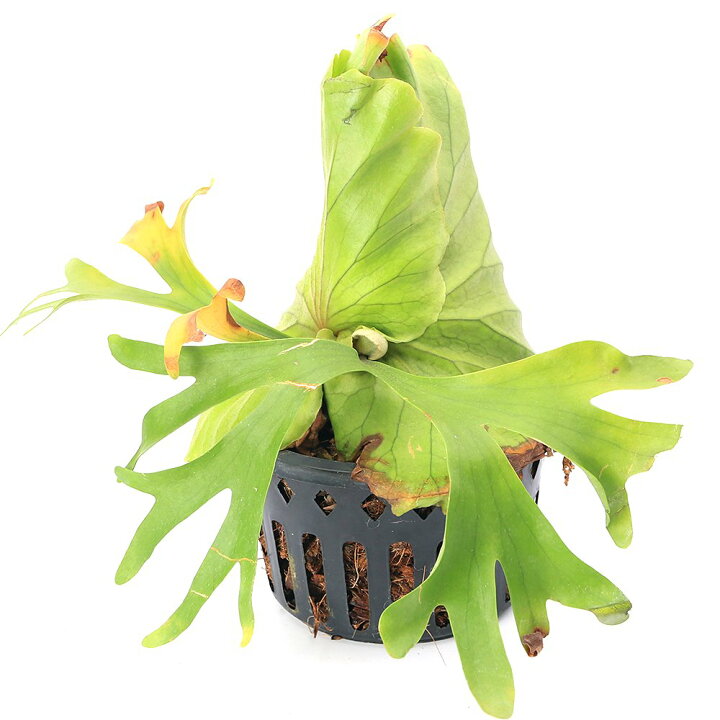 楽天市場】（観葉植物）ビカクシダ キッチャクード 6号 タイ産（1鉢 