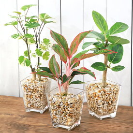 （観葉植物）品種おまかせハイドロカルチャー　9φサイズ　ゼオライト植え（1個）　鉢植え　おしゃれ　室内　プレゼント