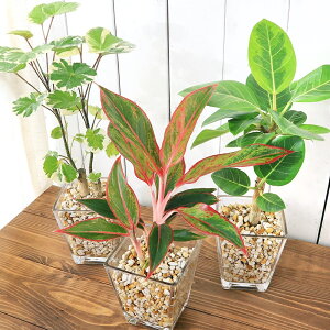 iϗtAji킨܂nChJ`[@9ӃTCY@[ICgAi1j@A@@@v[g