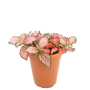 (観葉植物)フィットニア ピンク 2号ロング(1鉢) 受け皿なし
