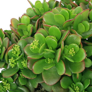 iAjNbX@ԌîȂ؁j@7i1j