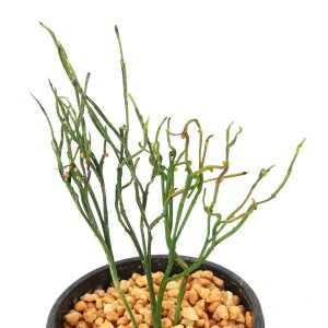 iR쑐jV_irj}co@ܒ߁iIdj@3i1j@ÓT|