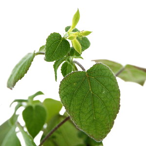 iϗtAjn[uc@Z[W@CG[}WFXeB[@3i1|bgj@ƒ؉