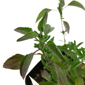 iϗtAjn[uc@Z[W@`F[Z[W@`F[Y@3i1|bgj@ƒ؉