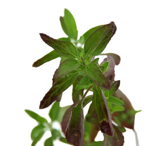 iϗtAjn[uc@Z[W@`F[Z[W@CbNsN@3i1|bgj@A}@ƒ؉@Ntg@