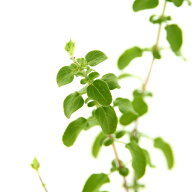 （観葉植物）ハーブ苗　セージ　チェリーセージ　パープル　3号（1ポット）