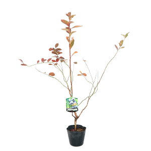 �i�ϗt�A���j�ʎ��c�@�u���[�x���[�@�N���C�}�b�N�X�@���r�b�g�A�C�n�@5���i1�|�b�g�j�@�ƒ�؉��@�ʕ��@�t���[�c