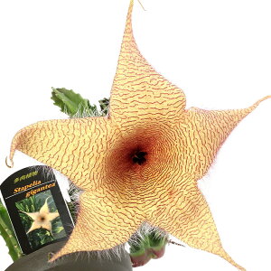 iAjX^yA@MKeBA@3D5`4i1|bgj