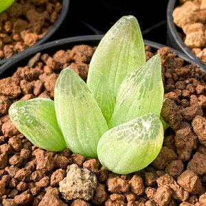 �i�����A���j�u���r�l�@���Z���u���A���g�C�f�X�i���Ő��j�@2�D5���i1���j