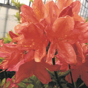 iR쑐j~́@ccW@QccW@ԉԁ@3D5i1|bgjixԁj