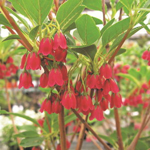 iR쑐j~́@ccW@ꉳhE_@4i1|bgjixԁj