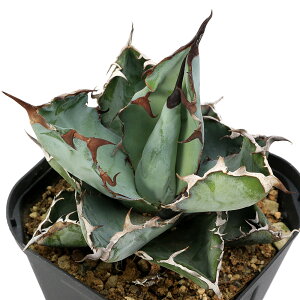 iAjAKx@`^m^@ubNu[@2D5`3i1j