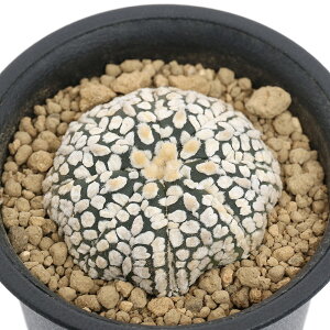 iAjT{e@AXgtBc@X[p[@2D5`3i1j