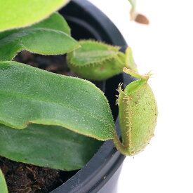 （食虫植物）ウツボカズラ　ネペンテス　アンプラリア　2．5～3号（1鉢）