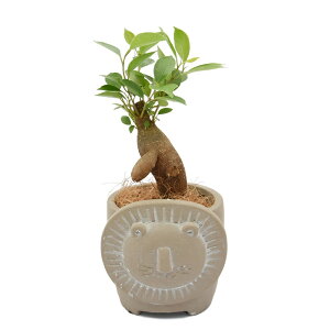 (観葉植物)小さい インテリア ガジュマル セメント鉢植え リオンスフェールサークル ブラウン(1鉢)ココヤシファイバー 鉢植え インテリア おしゃれ