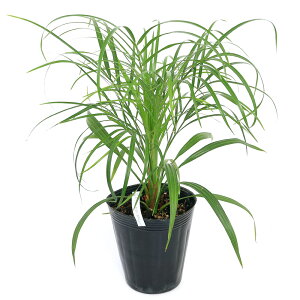 iϗtAjV@tFjbNX@xj[@cc@3D5`4i1|bgj