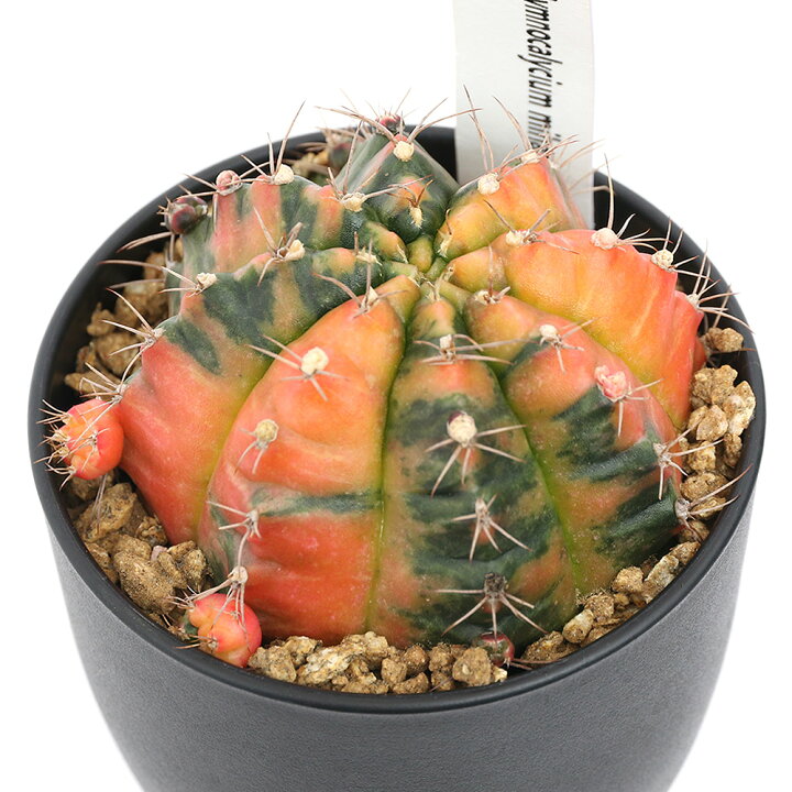 楽天市場】（多肉植物）サボテン ギムノカリキウム ミハノビッチ 緋 
