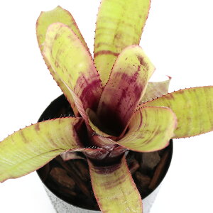 �i�ϗt�A���j�G�N���A�@�k�f�B�J�E���X�@�Z�C�f���@�u���W���@3���i1���j�^���N�u�������A