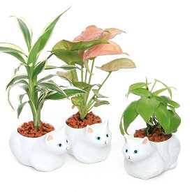 （観葉植物）おまかせミニ観葉　くつろぎ白猫（1鉢）　セラミス　鉢植え　おしゃれ　室内　プレゼント