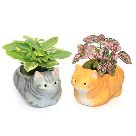 （観葉植物）おまかせミニ観葉　くつろぎ猫　アメリカンショートヘア　グレー＆イエロー（1セット）　鉢植え　おしゃれ　室内　プレゼント