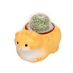 iϗtAj܂v`T{e@났L@XReBbVtH[h@CG[i1Zbgj@A@@v[g