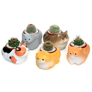 iϗtAj܂v`T{e@났LWi5Zbgj@A@@v[g