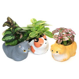 （観葉植物）おまかせミニ観葉　くつろぎ猫ちゃん大集合（3鉢セット）　鉢植え　おしゃれ　室内　プレゼント