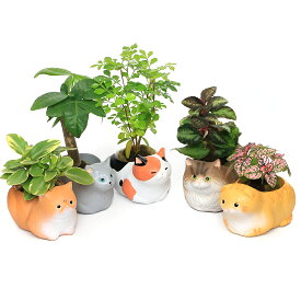 （観葉植物）おまかせミニ観葉　くつろぎ猫ちゃん大集合（5鉢セット）　鉢植え　おしゃれ　室内　プレゼント