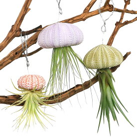 （観葉植物）ジェリーフィッシュエアープランツ　品種おまかせ　3色セット（1セット）