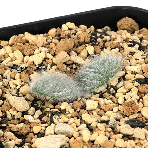 iAjXg}A@B[T@2D5`3@Ċxi1jP[vou