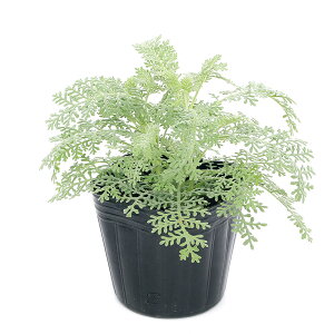 iϗtAj^iPc@Vo[[X@3i5|bgj