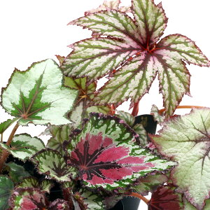 iϗtAjbNXxSjAii킨܂j@3i5|bgj