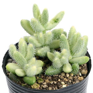 iAjfXy}@ChEс@2`3i1|bgj