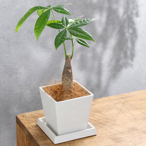 (観葉植物)パキラ 4号 ボタニースクエアポット 受皿付き!ココヤシファイバー 観葉植物 おしゃれ 卓上サイズ