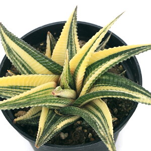 iAjnI`A@ڗaс@2D5`3i1j