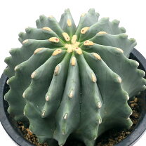 楽天市場】王冠竜 サボテン（花・観葉植物｜花・ガーデン・DIY）の通販
