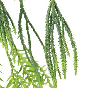 iϗtAjV_@R|fBE@tyWA@SGx[@݂蔫^Cv@^CY@4i1j