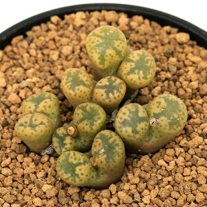 iAjRmtBc@yV_@2i1|bgj