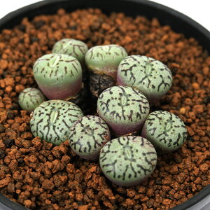 iAjRmtBc@~j}@EBbexQ[@2i1|bgj