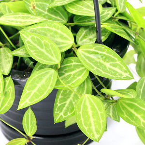 iϗtAjfBXLfBA@Io^@݂蔫^Cv4i1j