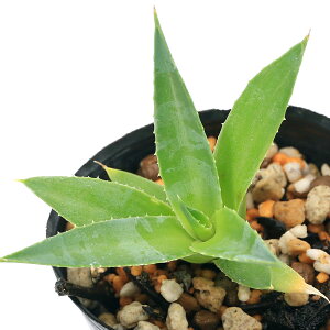 iAjAKx@^GVX@^GVX@c@2i1|bgj