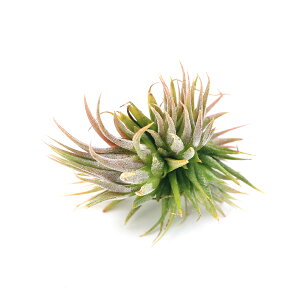 iϗtAjGA[vc@`WA@CIi^@w[[ibc@Nvi1j