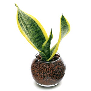 (観葉植物)インテリア 土を使わないハイドロカルチャー サンスベリア バブルボールSS(1個)レカトン 鉢植え おしゃれ 室内 プレゼント