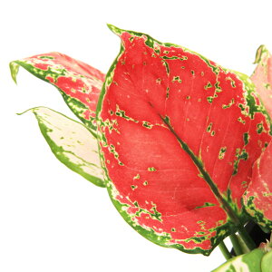 iϗtAjAOIl}@r[eB[@5i1j