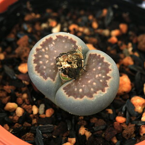 iAjing[vX@gʁ@2D5i1j@֓