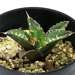 iAjAKx@`^m^@V[U[@3i1j