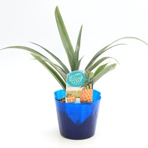 iϗtAjʎc@@zCgpCibv@VK[[t@3D5i1|bgj@ƒ؉@ʕ@t[c